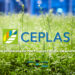 CEPLAS Graduate School Scholarship for PhD Program in Germany – International Students are Welcome